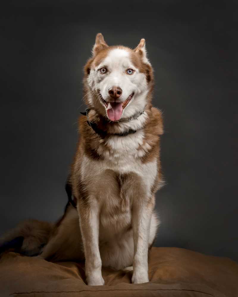 Mishka, Office Greeter photo